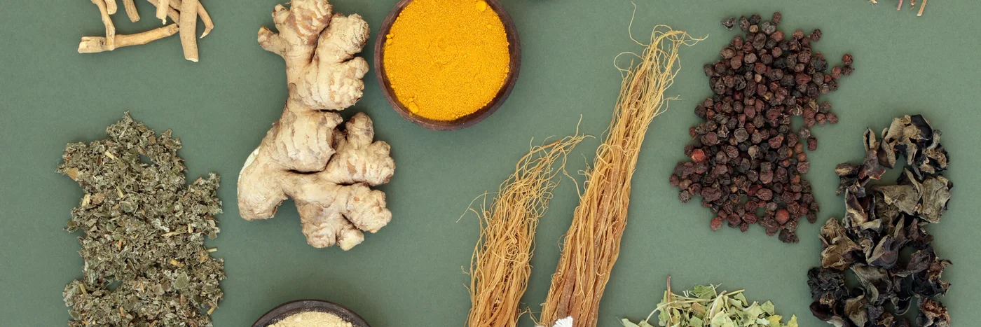 A flat lay of adaptogenic ingredients: ginger root, turmeric, ginseng, dried herbs and mushroom powders arranged on a sage green surface.